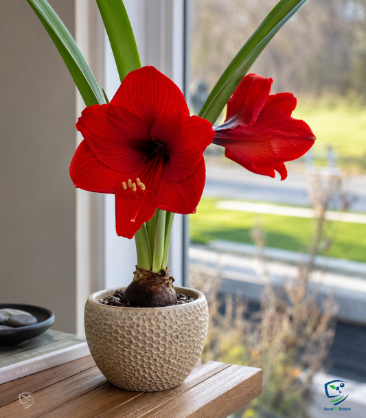 Amaryllis Flower-Red (1 Bulb)