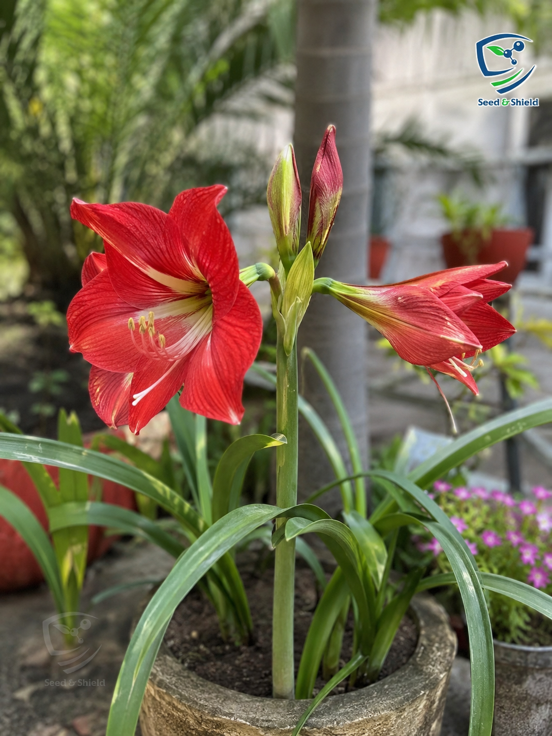 Amaryllis Flower-Pink (1 Bulb)