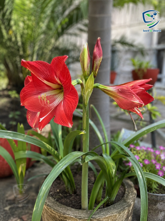 Amaryllis Flower-Pink (1 Bulb)