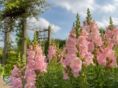 Antirrhinum Pink Flower Seeds | Snapdragon Winter Blooms