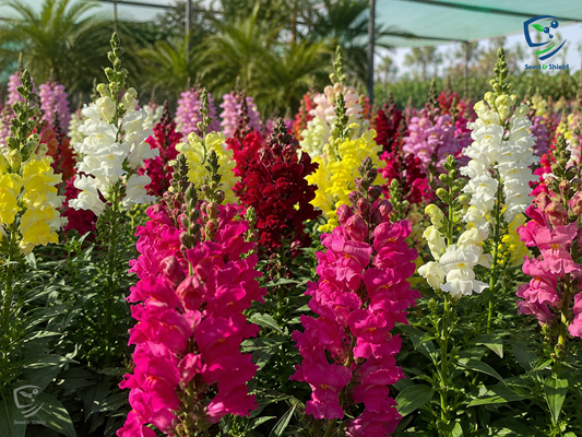 Antirrhinum Mix Flower Seeds | Colorful Snapdragon Blend for Pakistans Winter