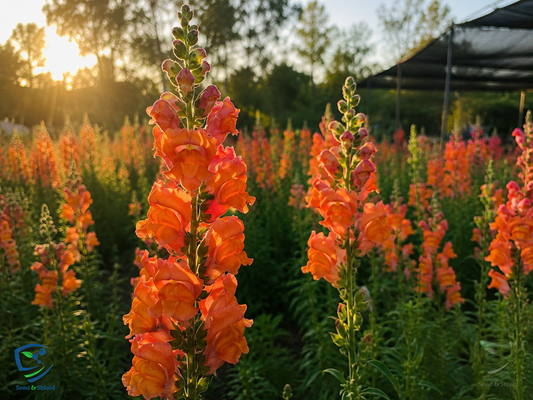 Antirrhinum Orange Flower Seeds | Snapdragon Seeds for Winter Blooming