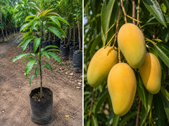 Anwar Ratol Mango Plant  1.5 Years Old