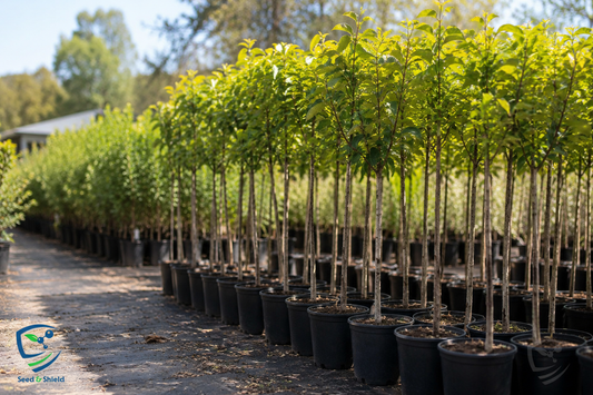 Apple Bair Plant – Fruiting Thai Apple Ber Variety