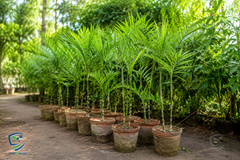 Areca Palm  Stylish Indoor & Outdoor Greenery