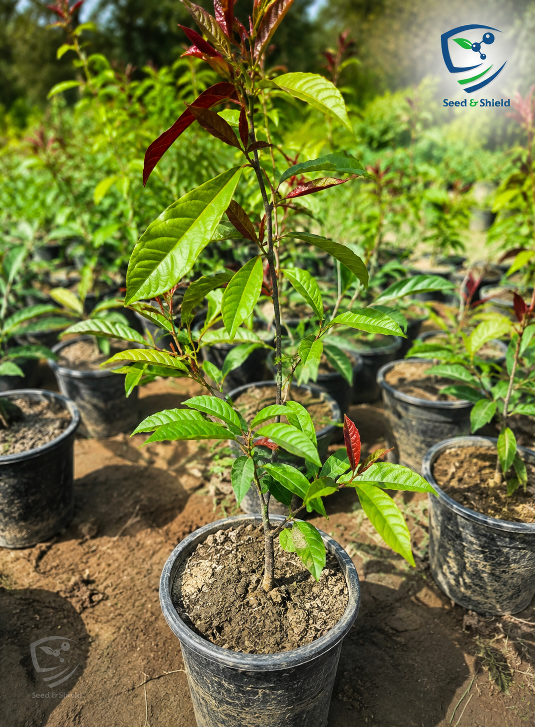 Assoceria  Hardy & Attractive Ornamental Plant