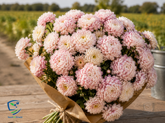 Aster Paeony Rose Seeds in Pakistan  Large Seasonal Rose-Pink Blooms
