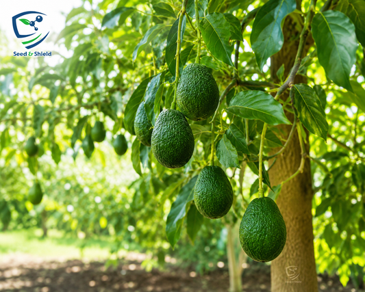 3-Year-Old Avocado Plant | Near-Fruiting Tree for Garden & Orchard