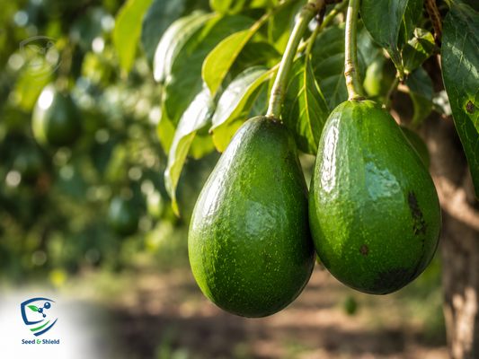 Avocado Plant (1 Ft)  Start Growing Natures Creamiest Super fruit