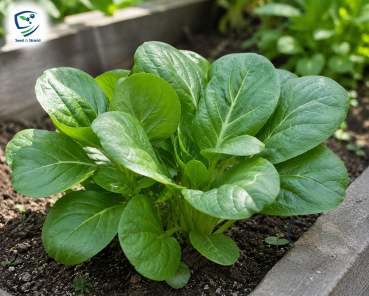 Baby Spinach Hybrid Seeds in Pakistan  Fast-Growing Leafy Vegetable Seeds