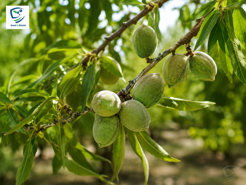 Badam (Almond) Plant Premium Nut-Producing Tree – seedandshield