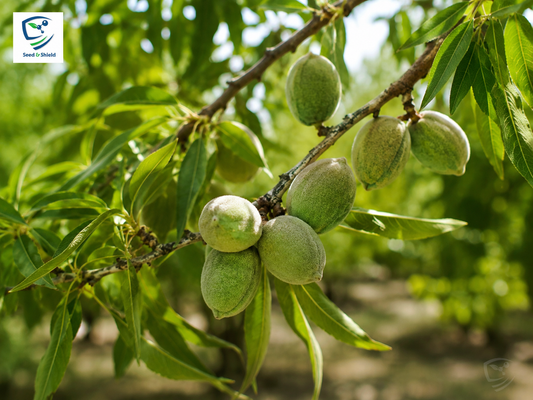 Badam (Almond) Plant  Premium Nut-Producing Tree