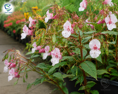 Balsam Flower Seeds | Summer Blooming Annuals