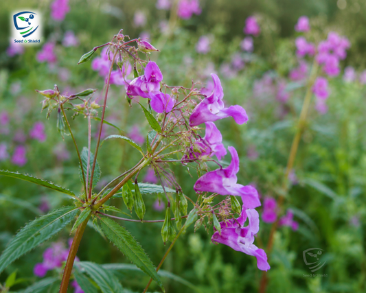 Balsamina Flower Seeds | Summer Blooming Annuals for Pakistans Climate
