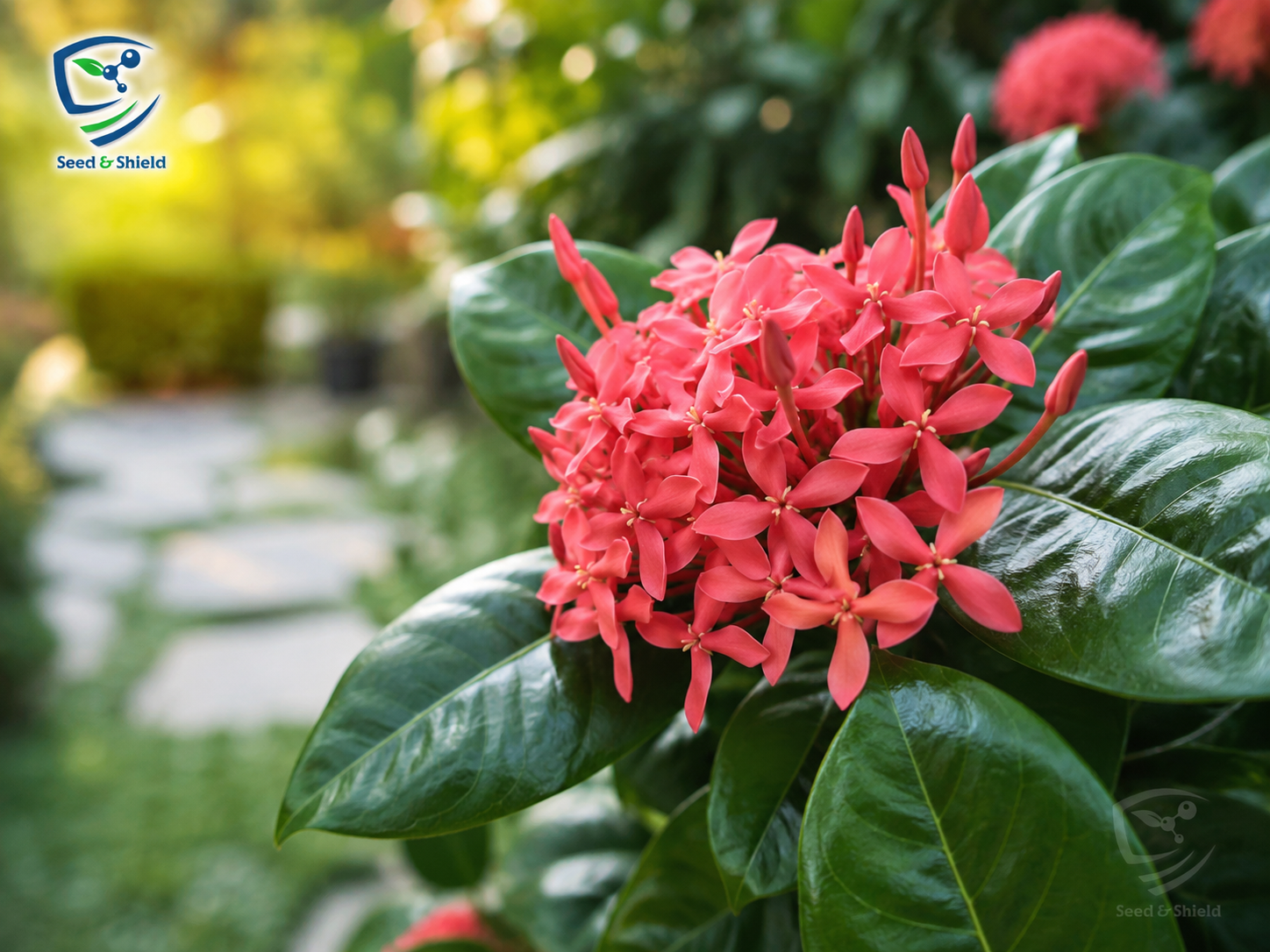 Big Ixora Red Plant | Evergreen Flowering Shrub for Gardens