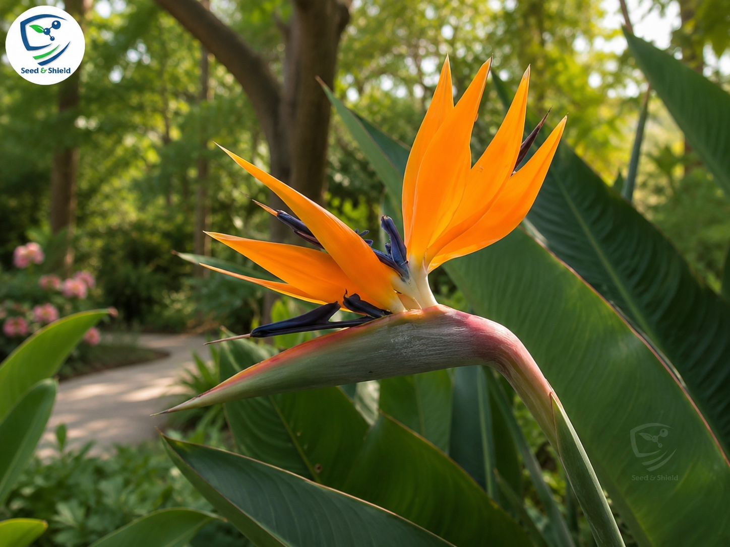 Bird of Paradise Plant  Exotic, Elegant & Statement Indoor/Outdoor Plant
