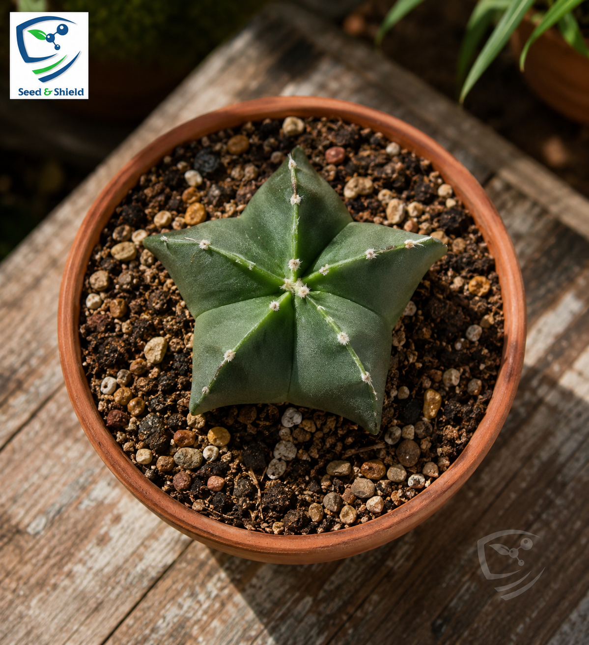 Bishop's Cap Cactus – Premium Star Cactus Succulent
