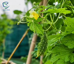 Bitter Gourd Karela Organic Seeds | Natural, Non-GMO Summer Vegetable in Pakistan