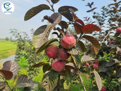 Black Amrood Plant – Rare Premium Guava Variety