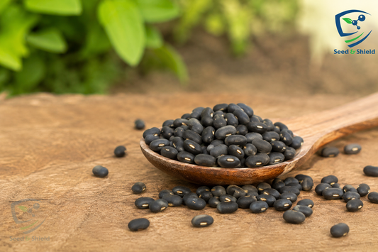 Black Beans Seeds – High Yield Nutritious Bean for Kitchen Gardens