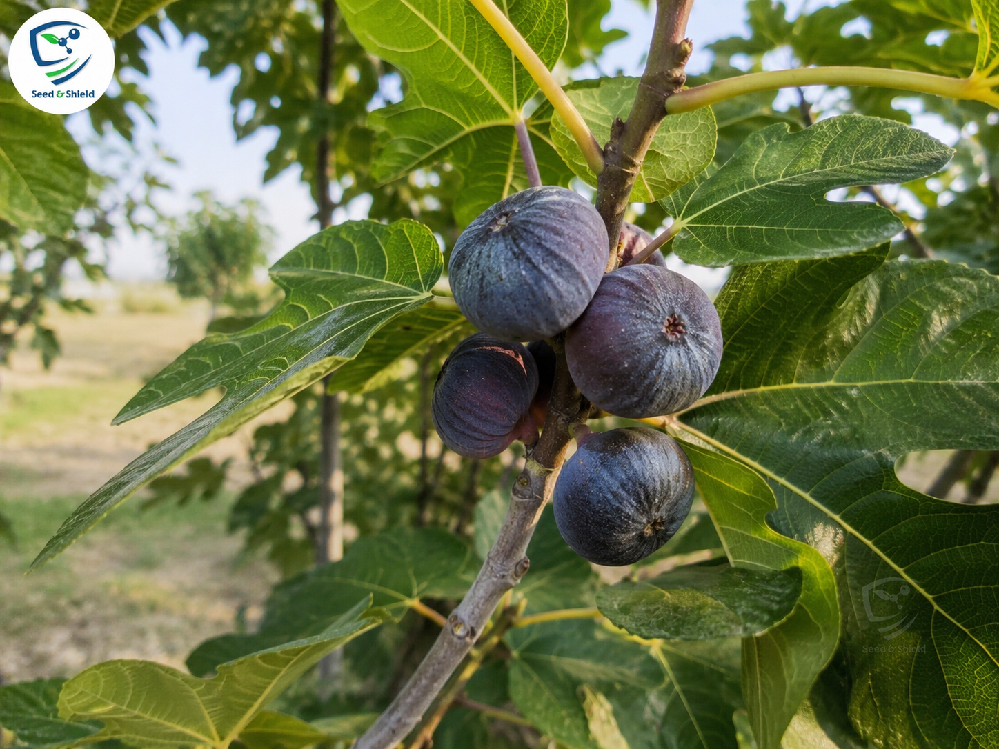 Black Injeer/Anjeer (Fig) Plant  Grafted, 2 Years Old, Early Fruiting Variety