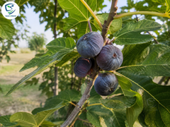 Black Injeer/Anjeer (Fig) Plant  Grafted, 2 Years Old, Early Fruiting Variety