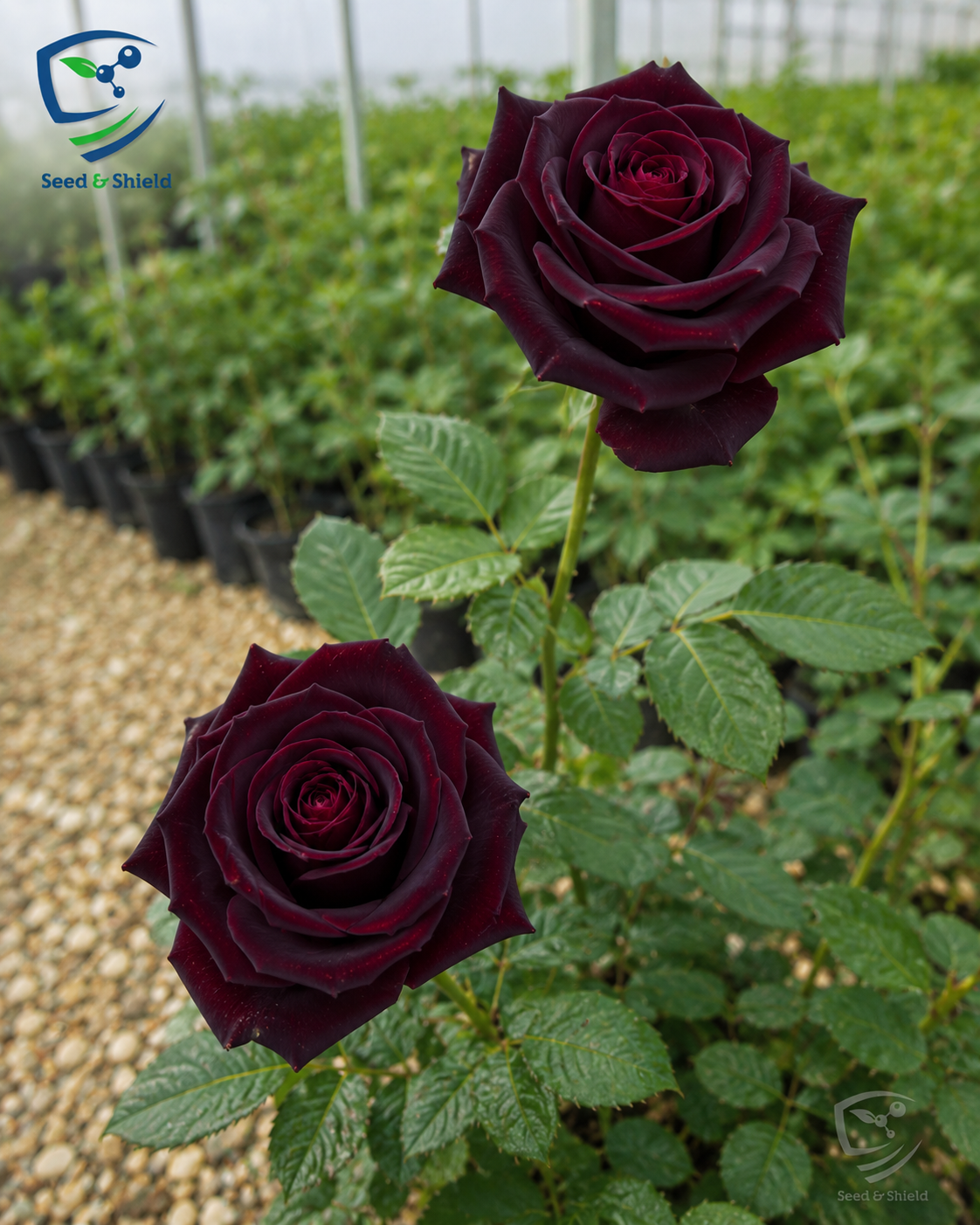 Black Magic Rose – Deep Velvet Red Premium Rose Plant