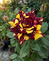 Black Tiger Rose – Dark Striped Rare Premium Rose