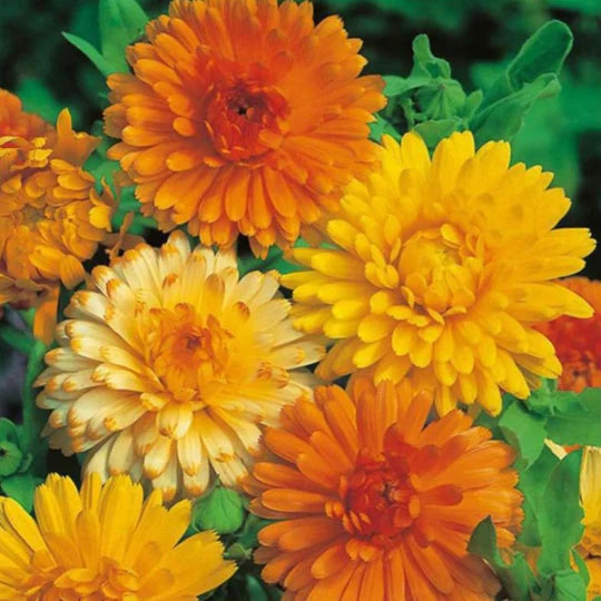 Calendula Double Foron Seeds in Pakistan Bright Seasonal Orange Double ...