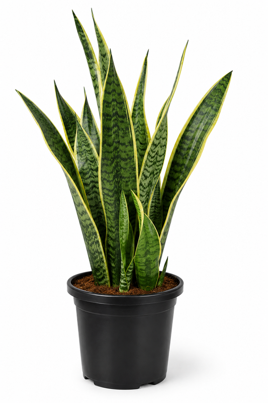 Variegated Snake Plant – Premium Sansevieria Indoor Plant
