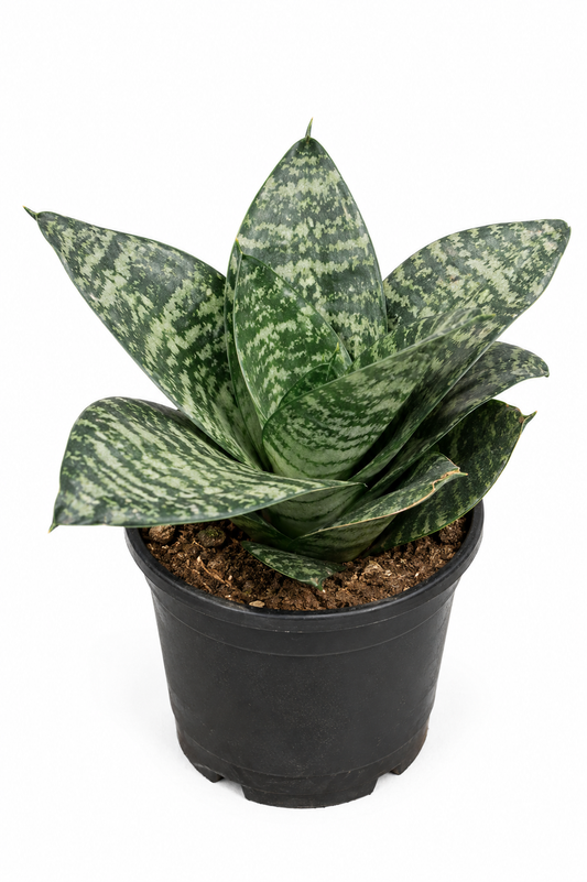 Dwarf Snake Plant Compact, Hardy & Air-Purifying Marvel