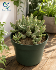 Chong Succulent – Premium Ornamental Succulent Plant