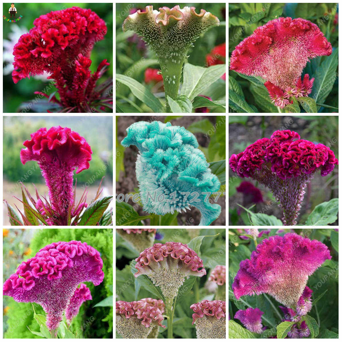 Celosia Cristata Flower Seeds  Mix Color | Cockscomb Seeds for Summer Gardening