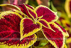 Lady Finger (Bhindi) Organic Seeds | High Germination | Vegetable Gardening