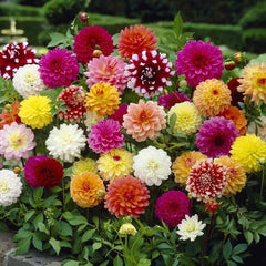 Dahlia Double Mix Flower Seeds  Vibrant Blooms for Spring & Winter Gardening