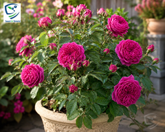 Desi Gulab Plant – Fragrant Traditional Rose Plant