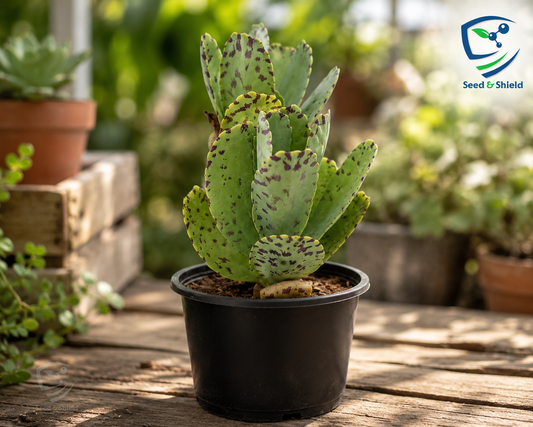 Dotted Variegated Kalanchoe Premium Ornamental Succulent Plant
