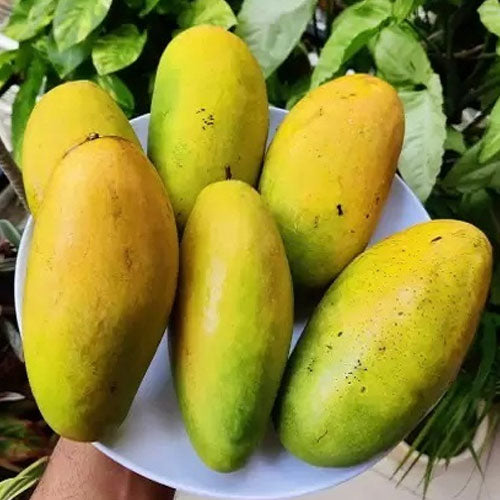 Dhusseri Mango Plant  1.5 Years Old