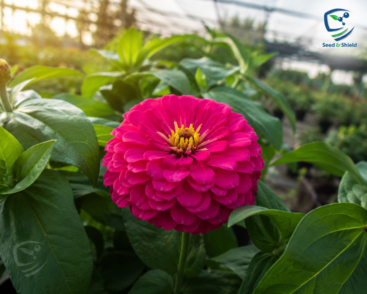 F1 Zinnia Dwarf Cherry Seeds – Compact Summer Flow