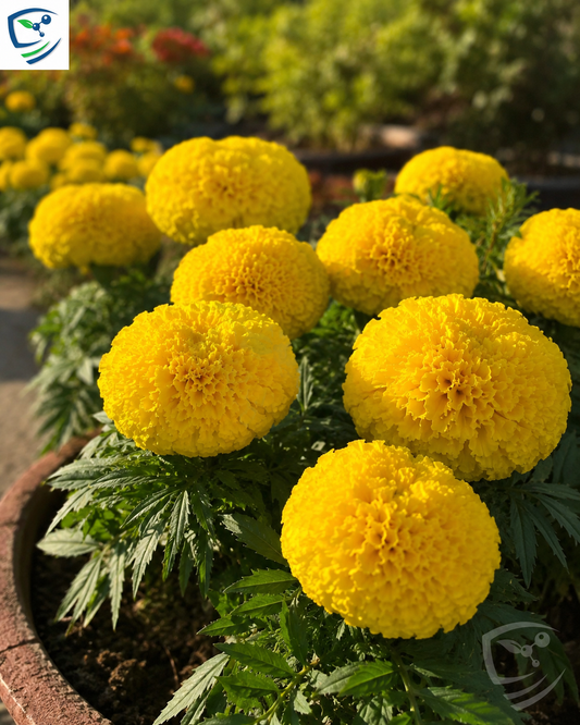 F1 Marigold Yellow Plant  Vibrant Blooms for a Brighter Garden