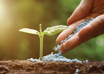 Calcium Nitrate Fertilizer (250 gm) | Strengthen Roots & Prevent Deficiencies