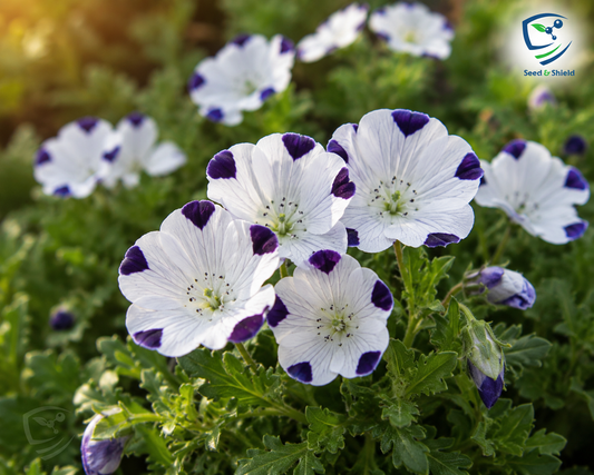 Five Spot (Nemophila) Seeds – Charming Annual Summer Flower