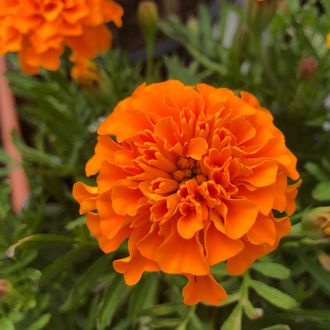 French Marigold Orange Flower Seeds  Bright Annual for Borders & Pots | Ideal for Pakistan