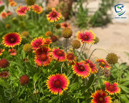 Gaillardia Pulchella Seeds – Vibrant Ornamental Blanket Flowers