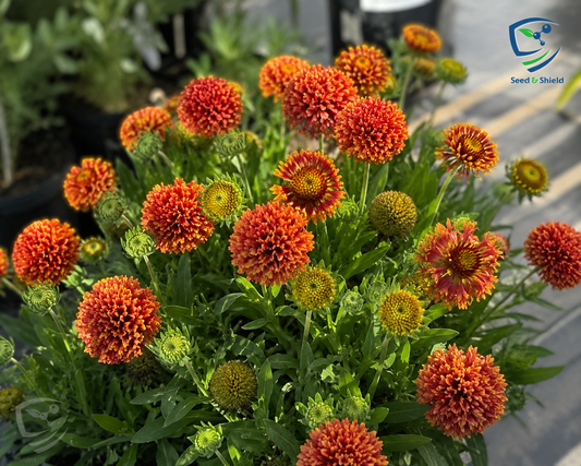 Gaillardia Sundance Seeds – Bright Ornamental Blanket Flowers