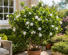 Gardenia Big Plants  Fragrant & Elegant Blooms
