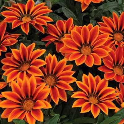 Petunia Yellow Flower Seeds  Winter Flowering Annual