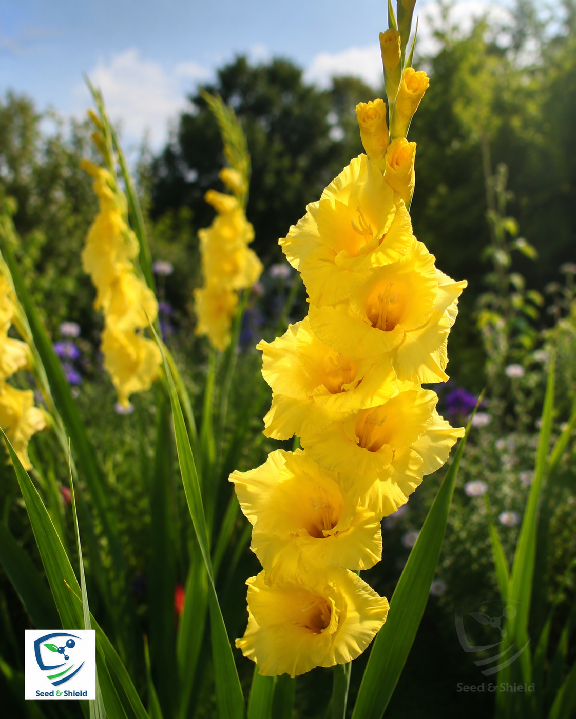 Gladiolus Yellow Bulb  Bright & Cheerful Spikes of Golden Blooms