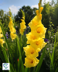 Gladiolus Yellow Bulb  Bright & Cheerful Spikes of Golden Blooms