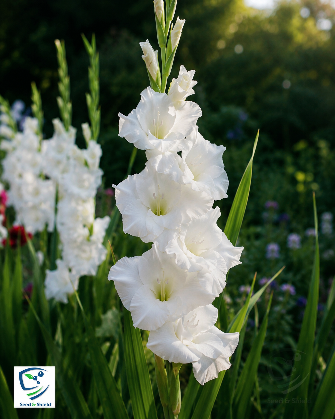 Gladiolus White Bulb Elegant Spikes of Pure White Blooms